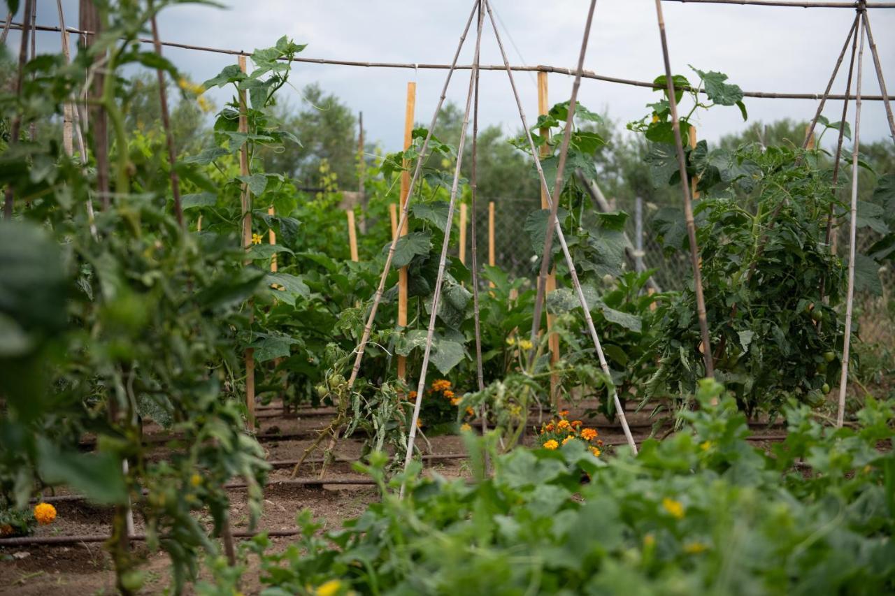 Agrikia Tis Vasilikis Lägenhet Ormília Exteriör bild